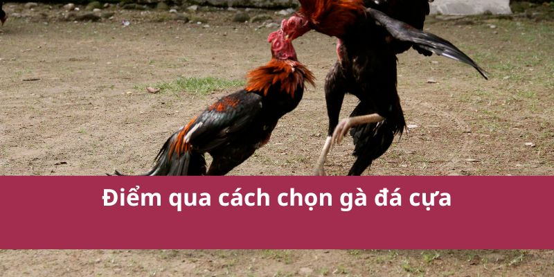 Điểm qua cách chọn gà đá cựa