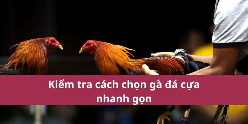 Kiểm tra cách chọn gà đá cựa nhanh gọn