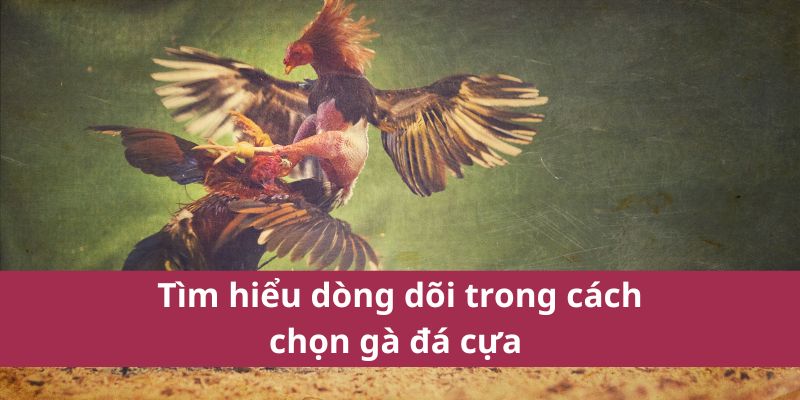 Tìm hiểu dòng dõi trong cách chọn gà đá cựa 