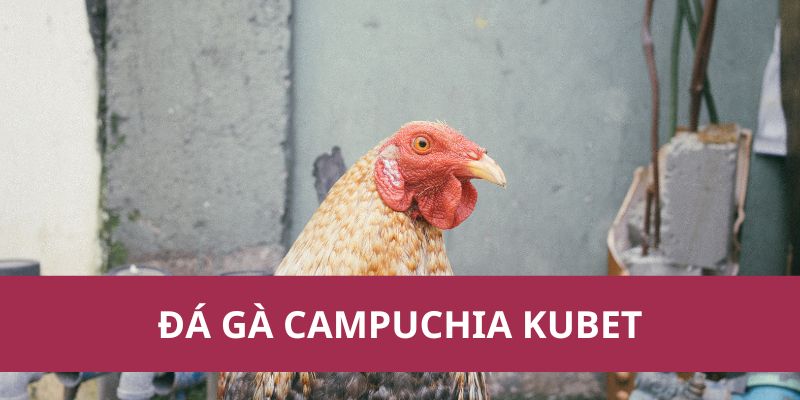 Đá Gà Campuchia Kubet: Nơi Tinh Hoa Của Trò Chơi Năm 2025 