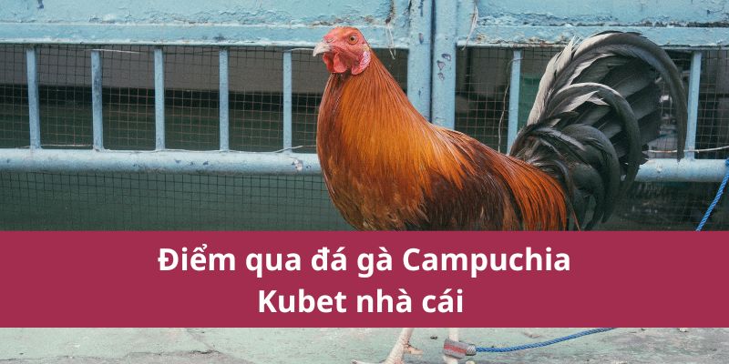 Điểm qua đá gà Campuchia Kubet nhà cái 