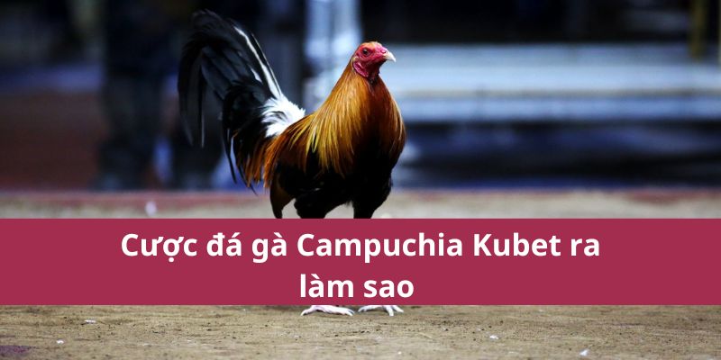 Cược đá gà Campuchia Kubet ra làm sao 