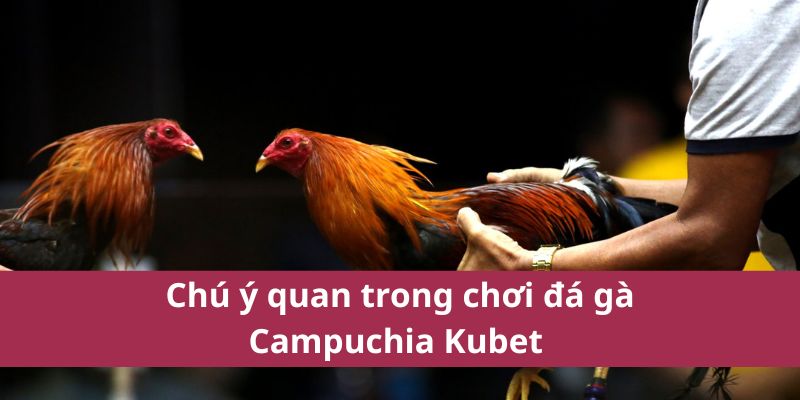 Chú ý quan trong chơi đá gà Campuchia Kubet 