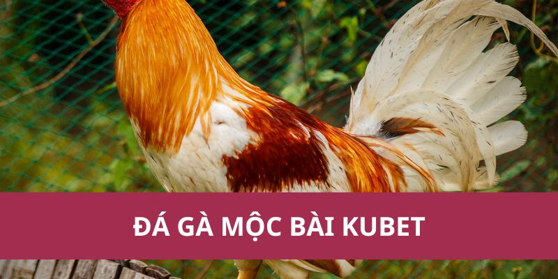 Đá Gà Mộc Bài Kubet: Hướng Dẫn Từ A-Z Cho Người Mới