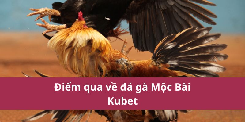 Điểm qua về đá gà Mộc Bài Kubet