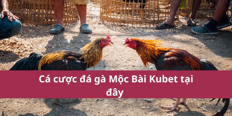 Cá cược đá gà Mộc Bài Kubet tại đây 