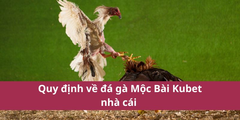 Quy định về đá gà Mộc Bài Kubet nhà cái 