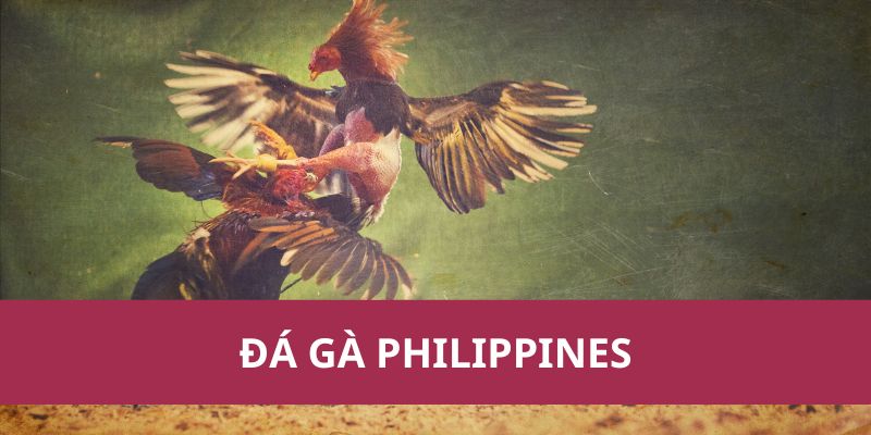 Các Trận Đá Gà Philippines Nổi Bật Nhất Năm 2025