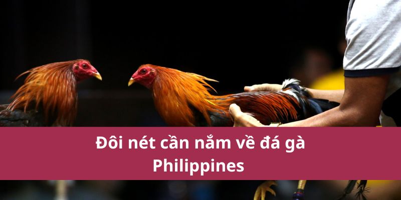 Đôi nét cần nắm về đá gà Philippines 
