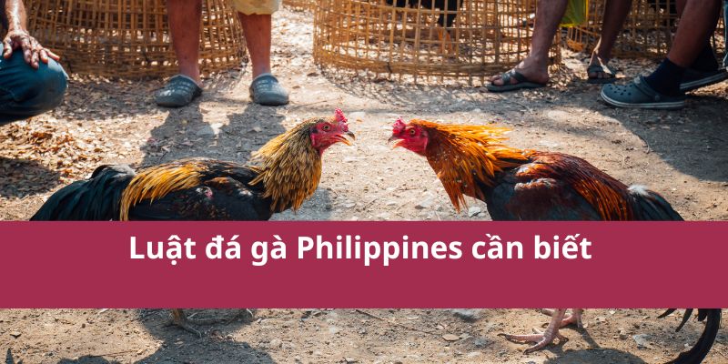 Luật đá gà Philippines cần biết 