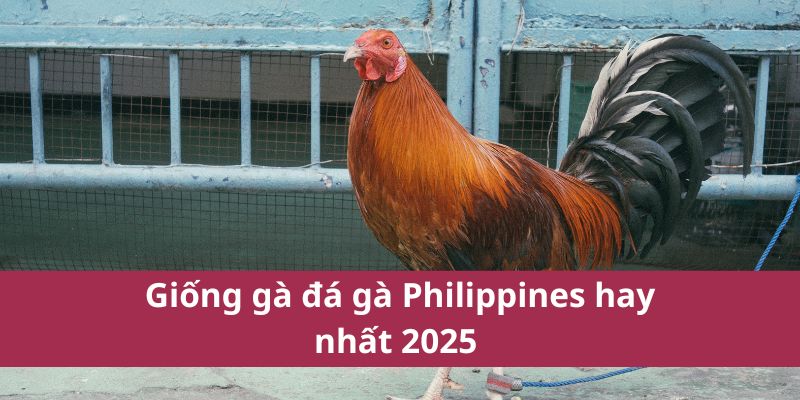 Giống kê đá gà Philippines hay nhất 2025 