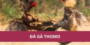 Cách Đặt Cược Đá Gà Thomo Và Chiến Lược Thắng Lớn