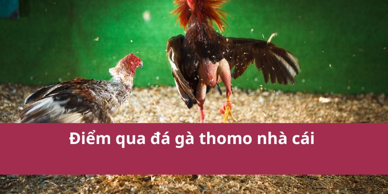 Điểm qua đá gà thomo nhà cái 