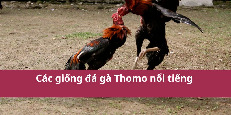 Các giống đá gà Thomo nổi tiếng 