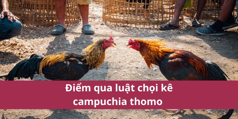 Điểm qua luật chọi kê campuchia thomo 